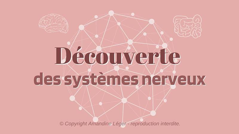 1/ DECOUVERTE DES SYSTEMES NERVEUX