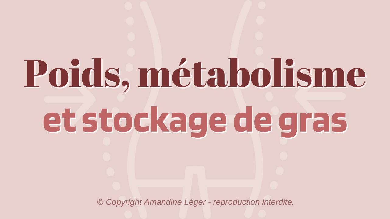 6/ Poids, métabolisme et stockage de gras