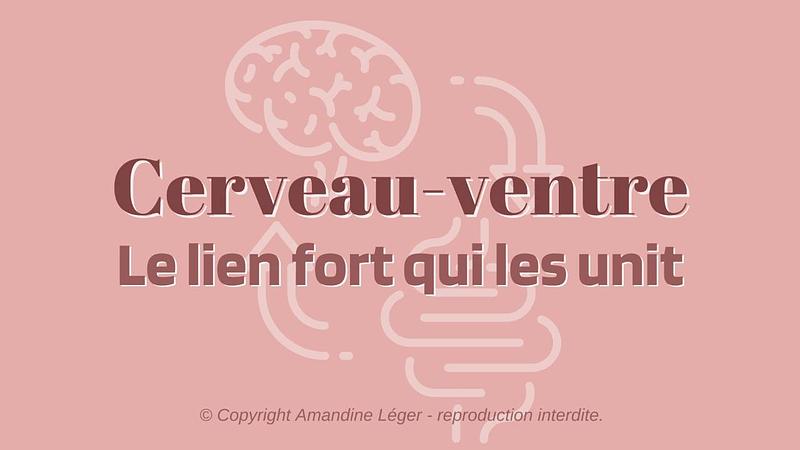 2/ CERVEAU-VENTRE : LE LIEN FORT QUI LES UNIT