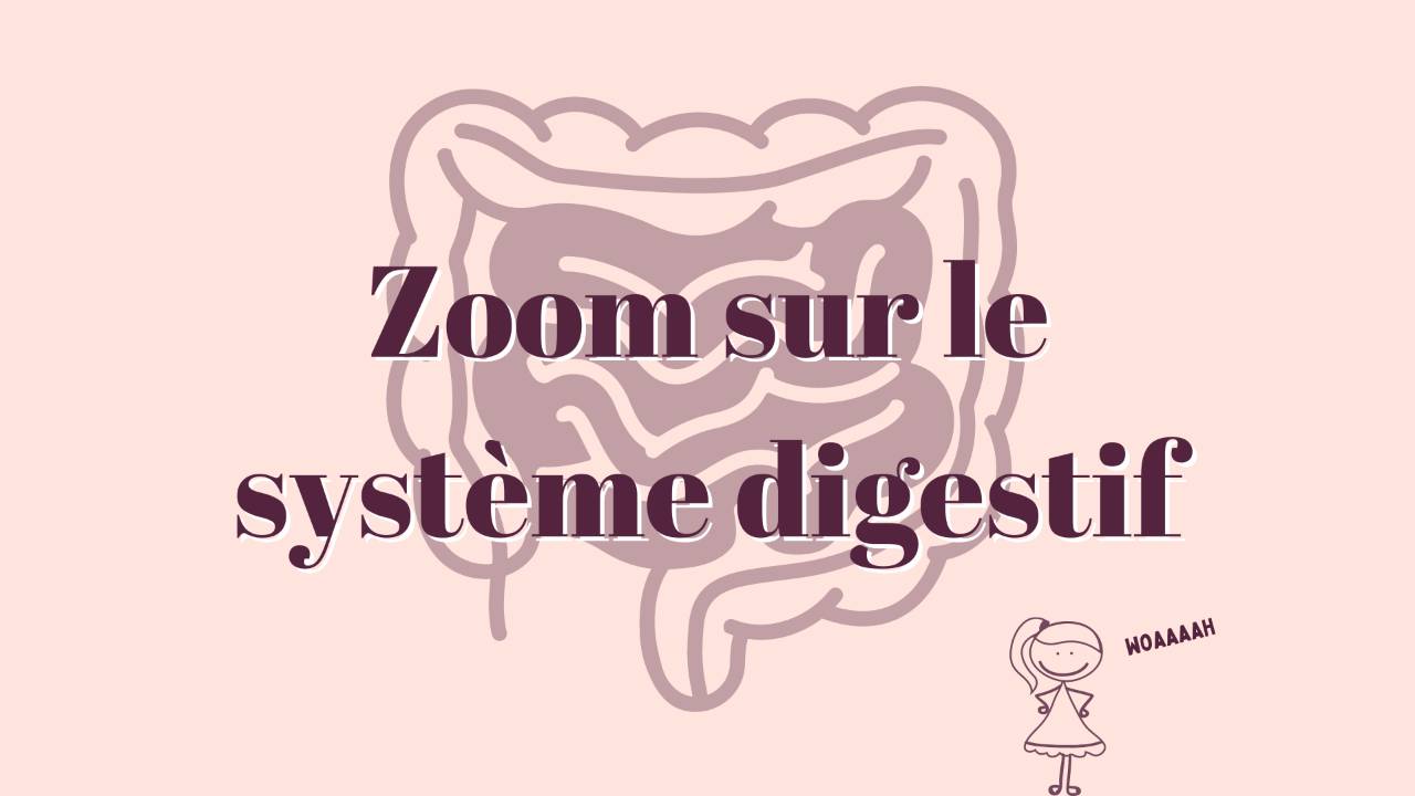 1/ Zoom sur le système digestif
