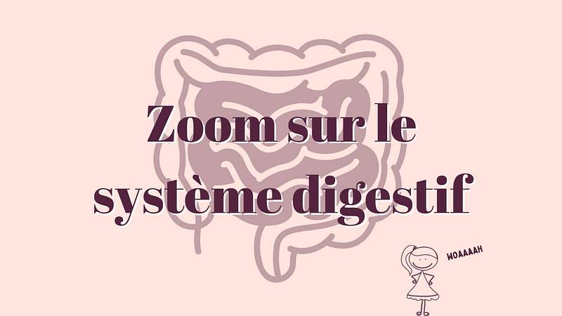 1/ Zoom sur le système digestif